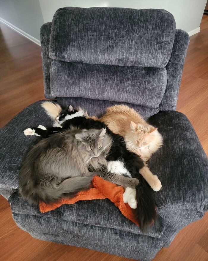 Official Council Stamp Of Approval: New Recliner Edition