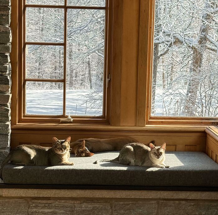 Council’s Verdict: Outside Snow Is Evil, Sunlight Inside Is Awesome