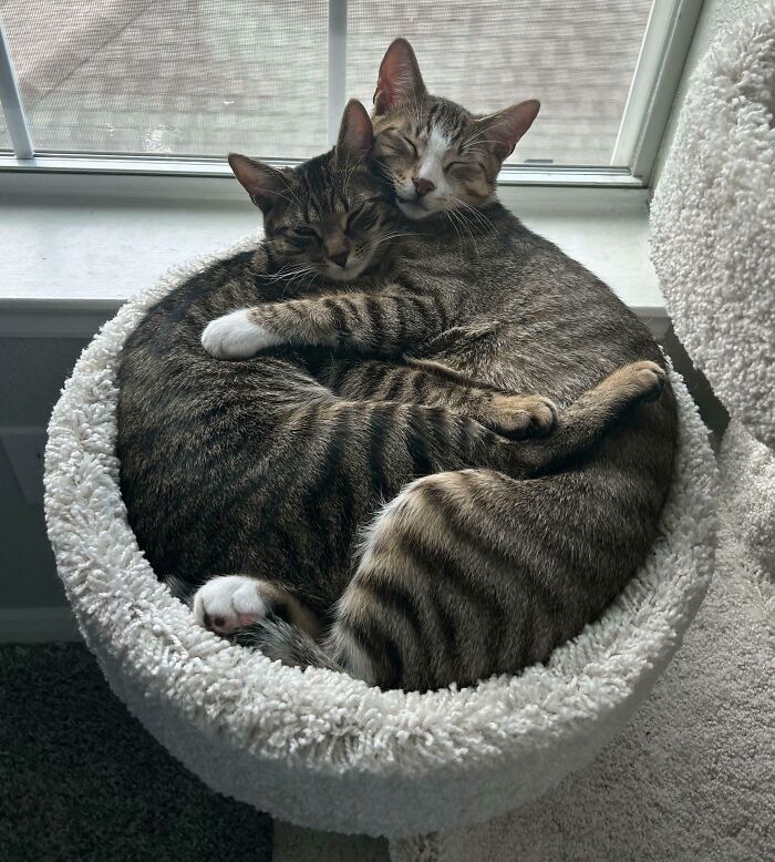 Guess Who Loves Their New Cat Tree? Hint: The Council