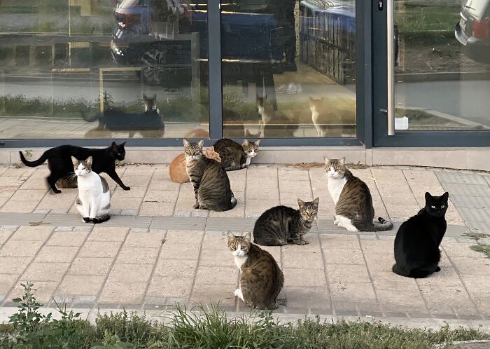 Your Meeting With The Council Starts Now