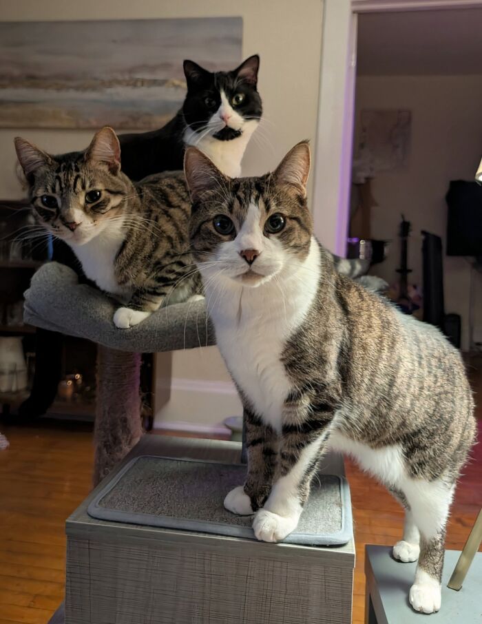 The Council Is Demanding Dinner, Like… Now!