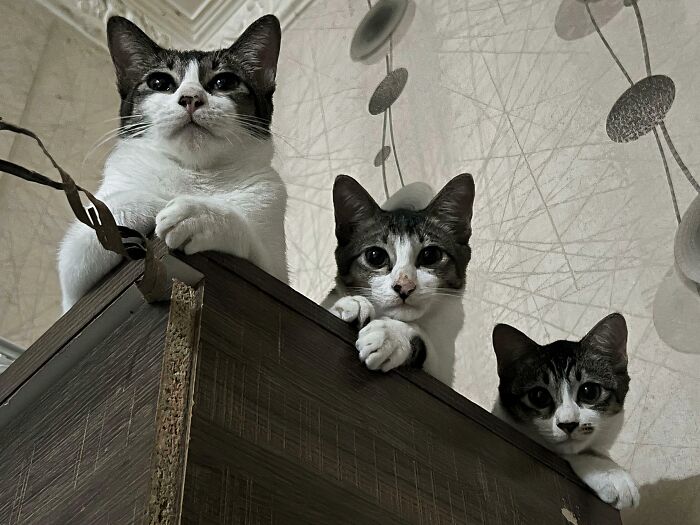 The Council Is Judging Your Every Move Today