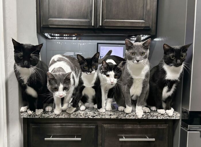 Uh-oh… Possible Cat Coup In Progress!