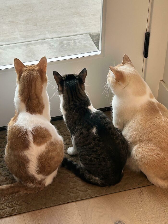 The Council Is Super Serious About Squirrel Patrol This Morning
