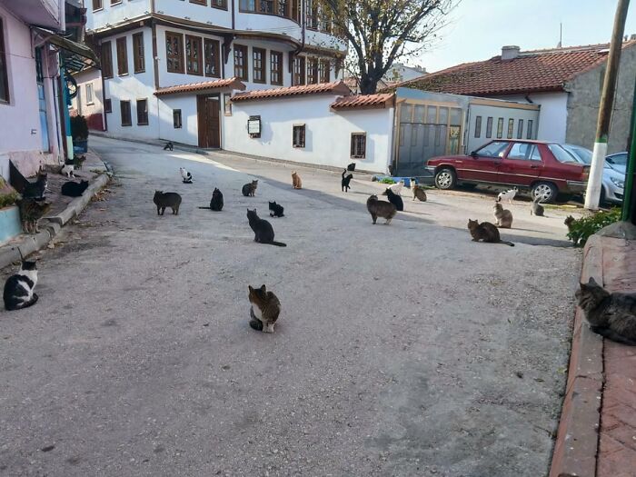 Regional Managers Meeting: Cats In Charge