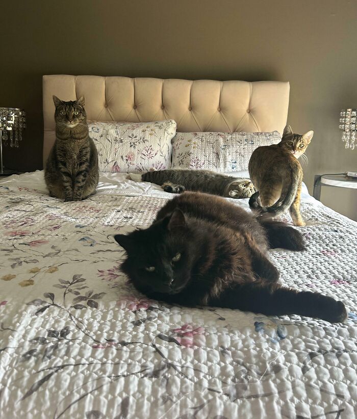 The Council Totally Approves Of The New Bed Sheets