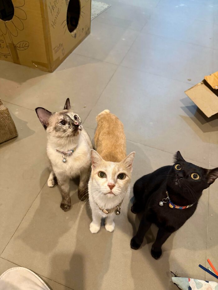 The Treat Bag Shake Summons The Whole Council