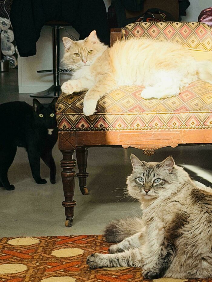 Saturday Council Meeting—Because Cats Take Their Jobs Seriously