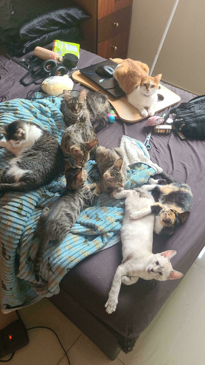 Are We Allowed On The Bed? The Great Council Debate