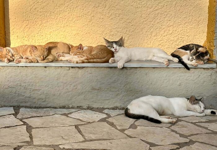 The Councils Of Greece? Nah, Just The Cats Of Greece