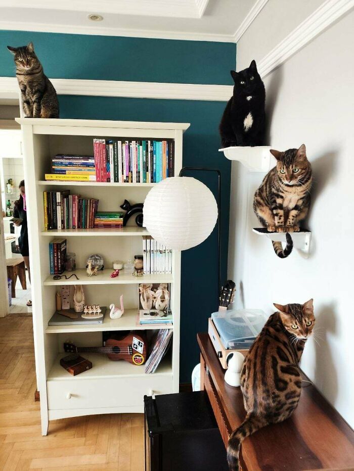 The House's Supreme Cat Court Is In Session