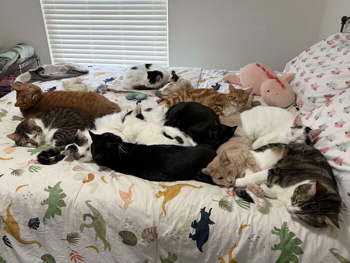 The Council Has Had One Long Day And Now Needs A Snuggle Nap