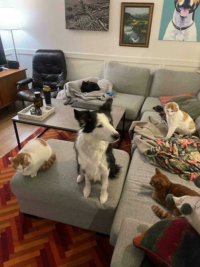 The Council Has Brought The Dog In For Questioning