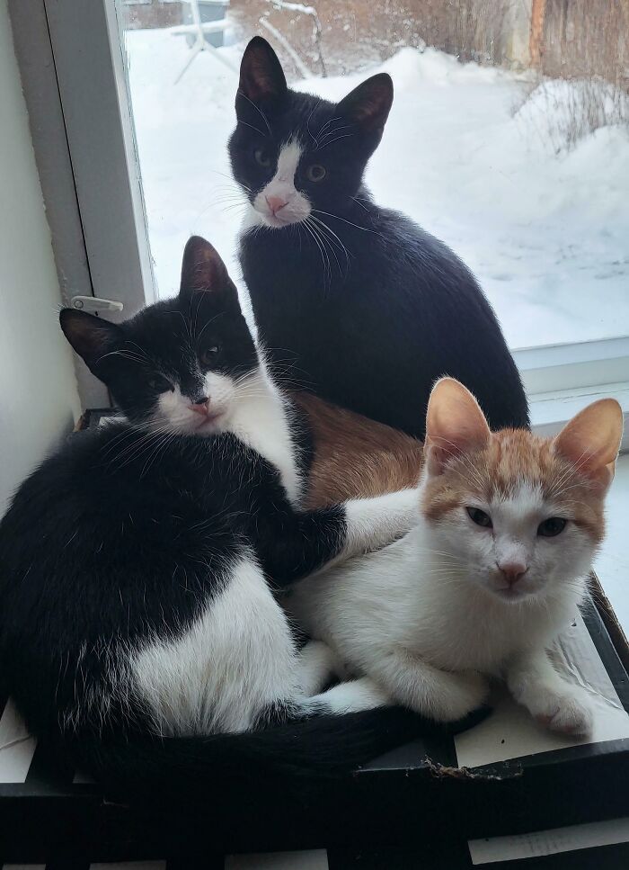 The Smol Council Has Declared You The Official Parent