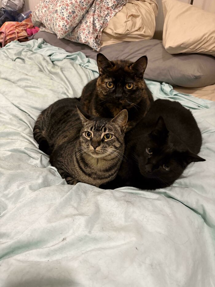 Epic Kitty Pyramid: Power Move Or Just Cute Chaos?