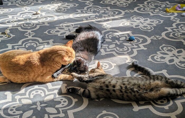 The Council At Work: Summoning Mysterious Powers (Or Just Afternoon Naps)