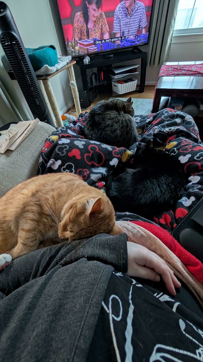 Nope, I Did NOT Approve This Council Nap Zone
