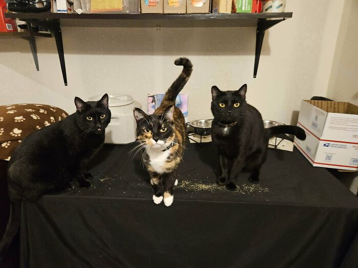 New Band Alert: Beanie And The Voids Are Taking Over