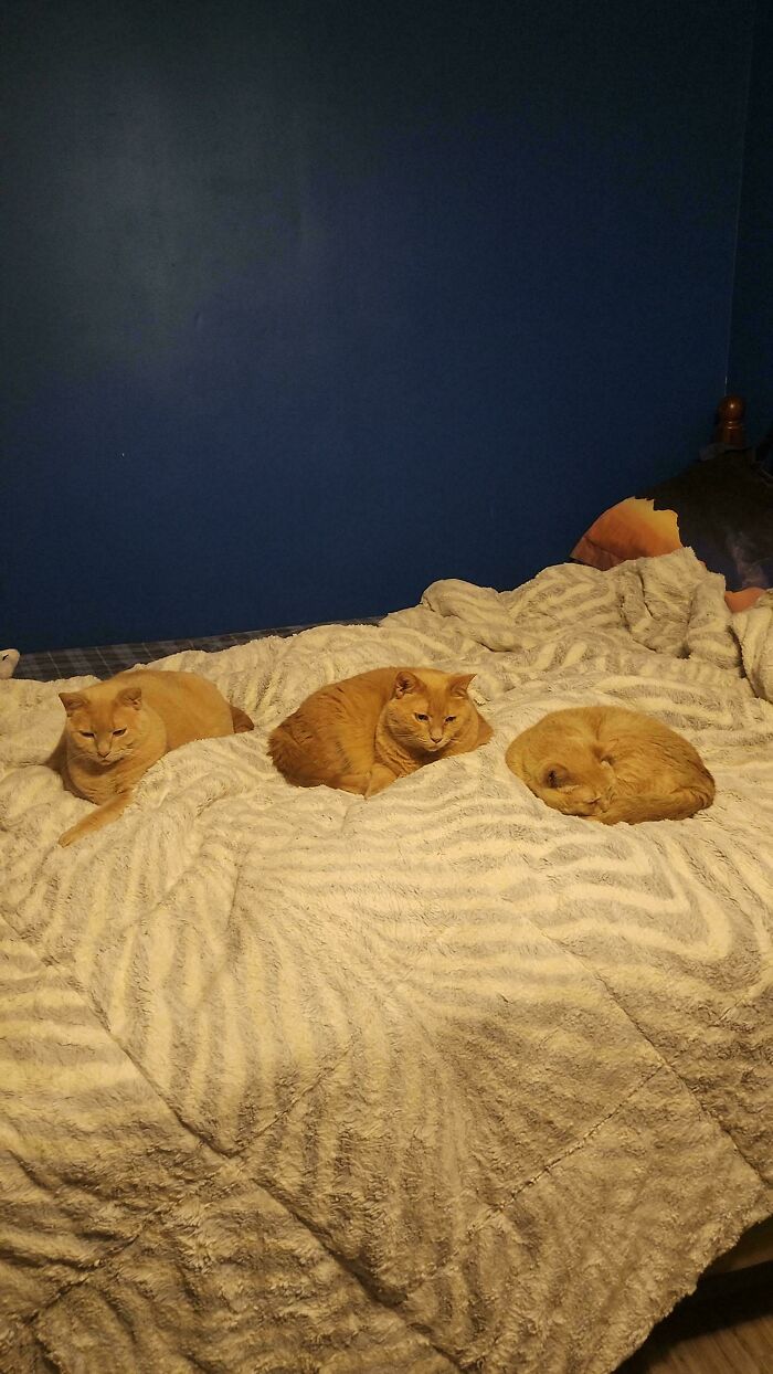 Nap Time! The Council Has Officially Signed Off