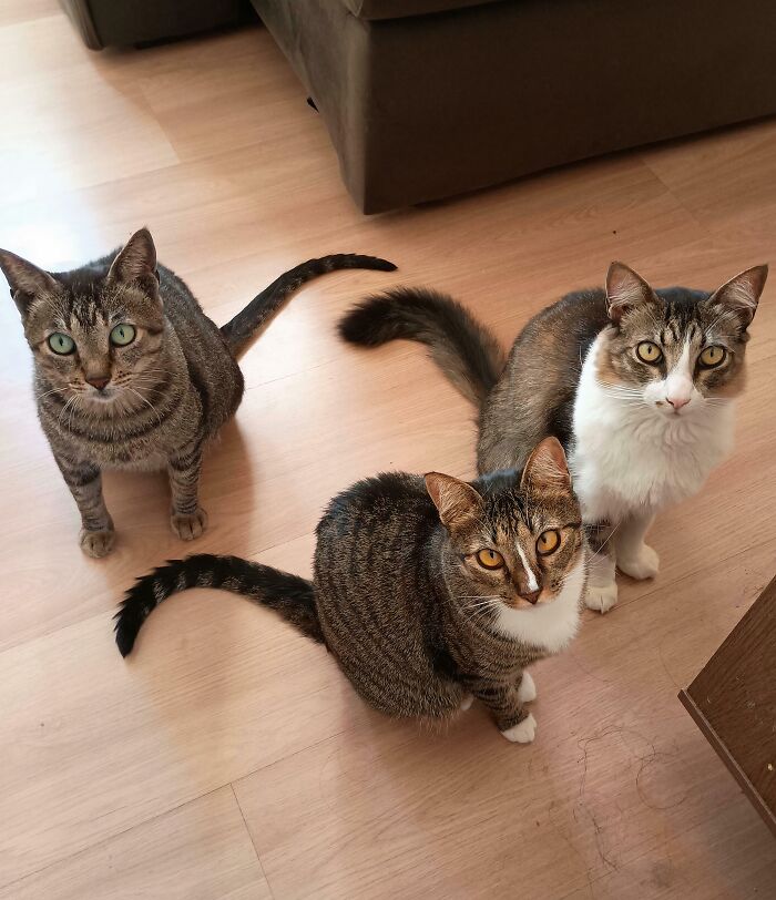 The Council Demands Wet Food Now, No Ifs Or Buts