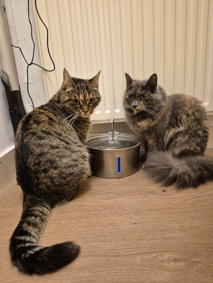 I Accidentally Crashed The Water Cooler Council Meeting
