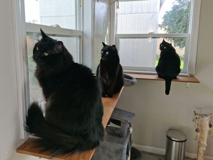 "Maybe Hooman Will Let Us Outside Today?" The Mood Is Hopeful