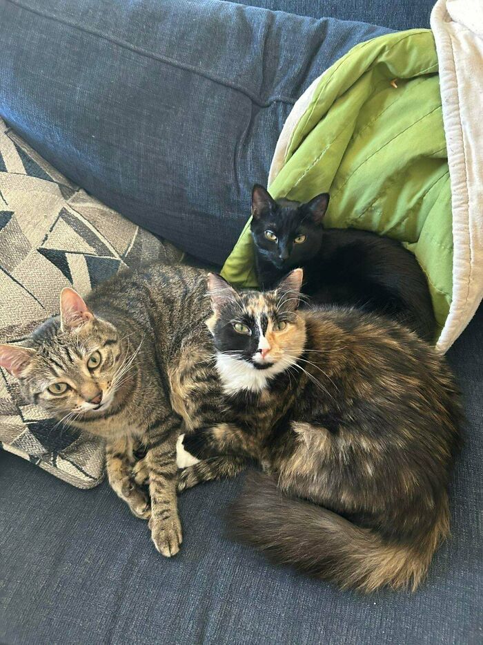 The Beasts Are Judging Your Every Move