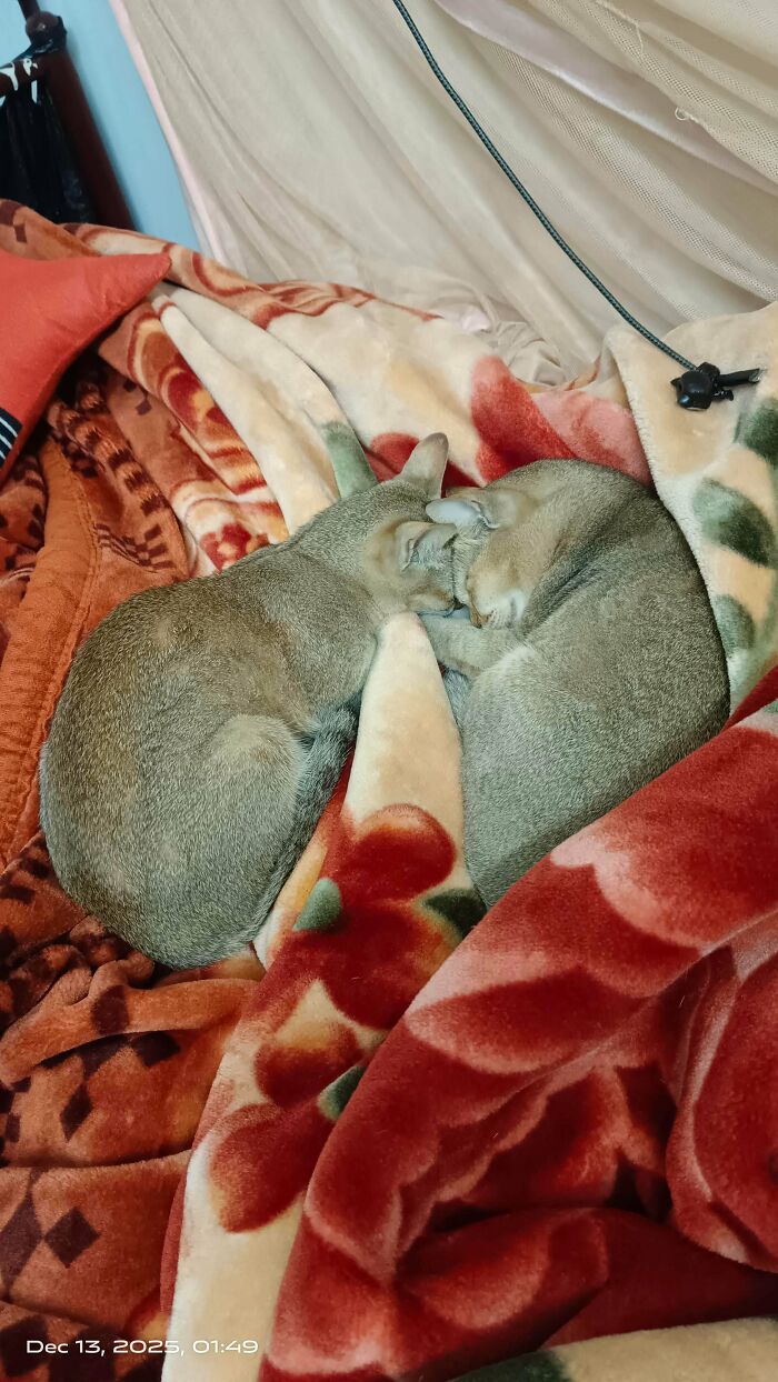 After Much Debate, The Council Decided To Bang Their Heads And Nap