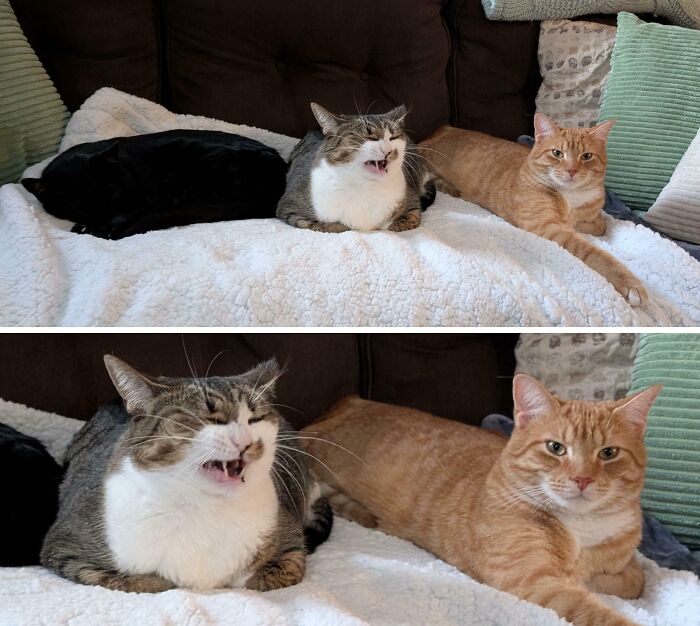 The Council Waits Patiently For Their Turkey Day Feast On The Heated Blanket