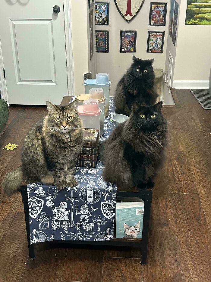 It’s One Minute Past Feeding Time And The Council Is Not Pleased