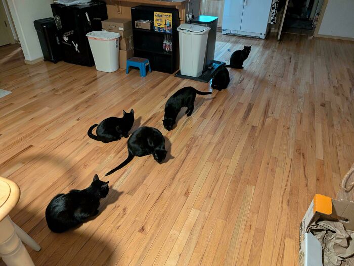 None Shall Pass: The Council Guards The Door