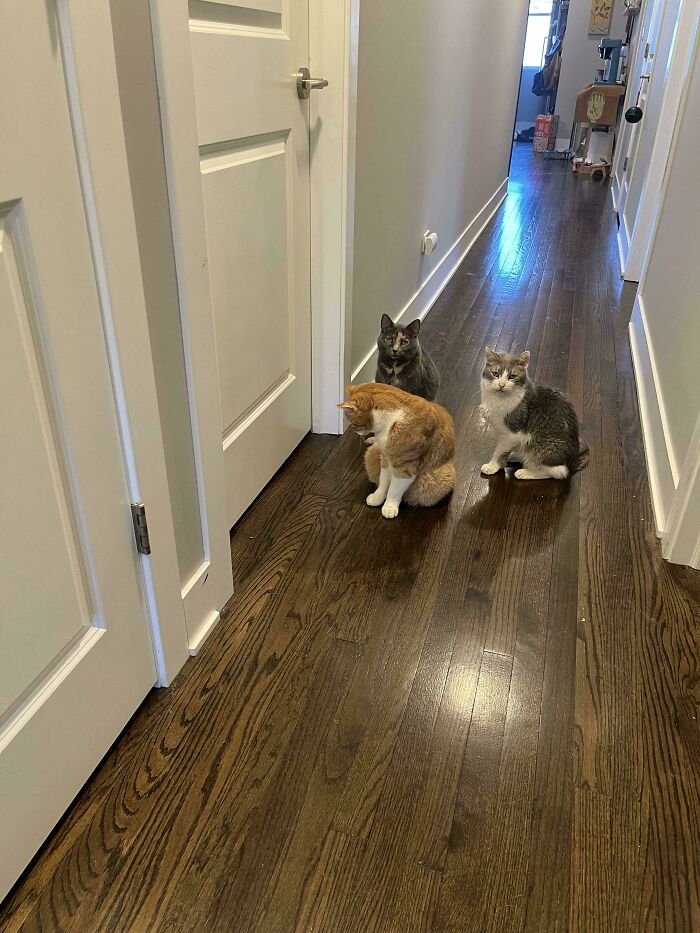 The Council Absolutely Does NOT Approve Of A Closed Door