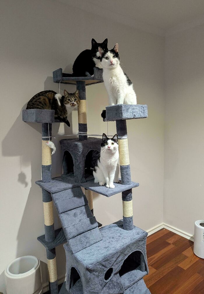 New Cat Tree Courtesy Of The Amazing Human Sister
