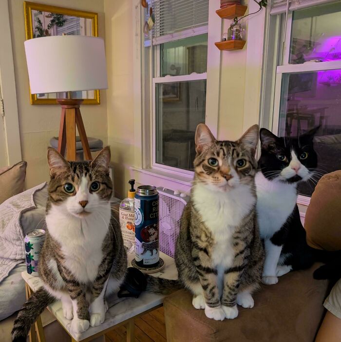 The Council Came Back And Decided Your Fate