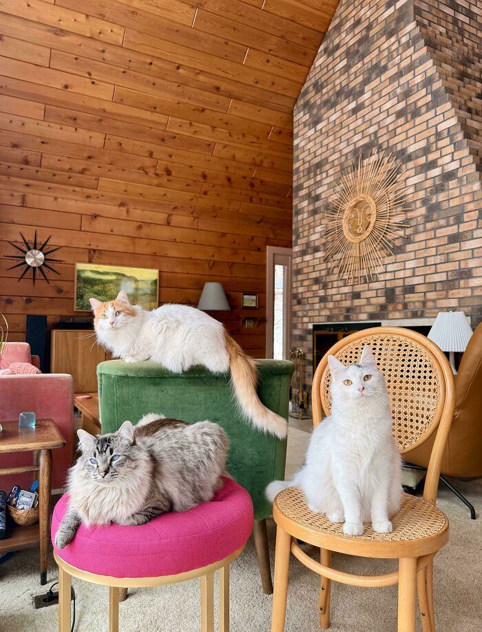Nope. Your Request To Trim Our Nails Has Been Declined