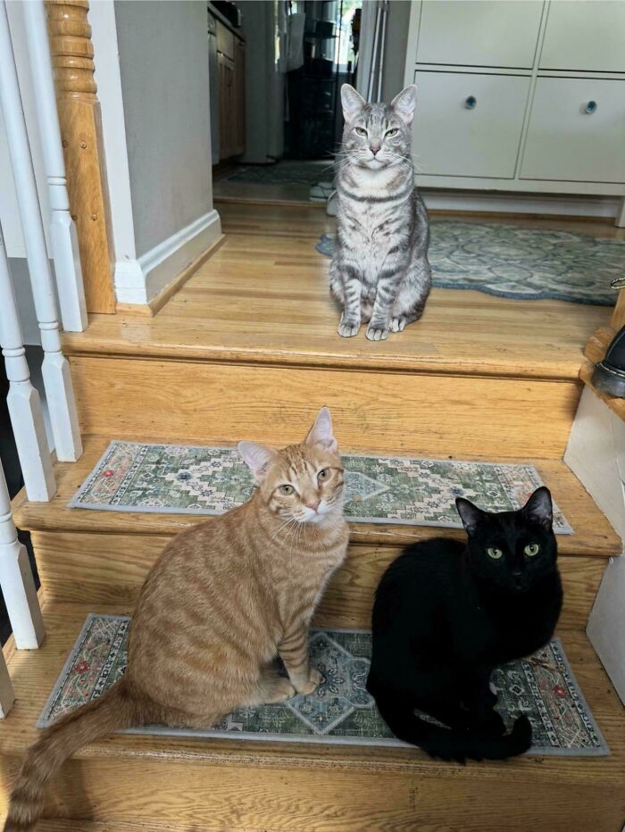 I Definitely Interrupted A Meeting… And The Boss Is Not Happy