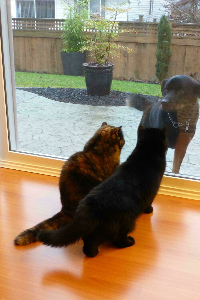 Should We Let The Dogs Join Our Council? Big Debate Happening