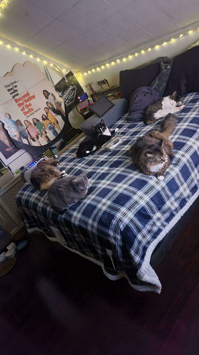 Professional Bed Warmers At Your Service