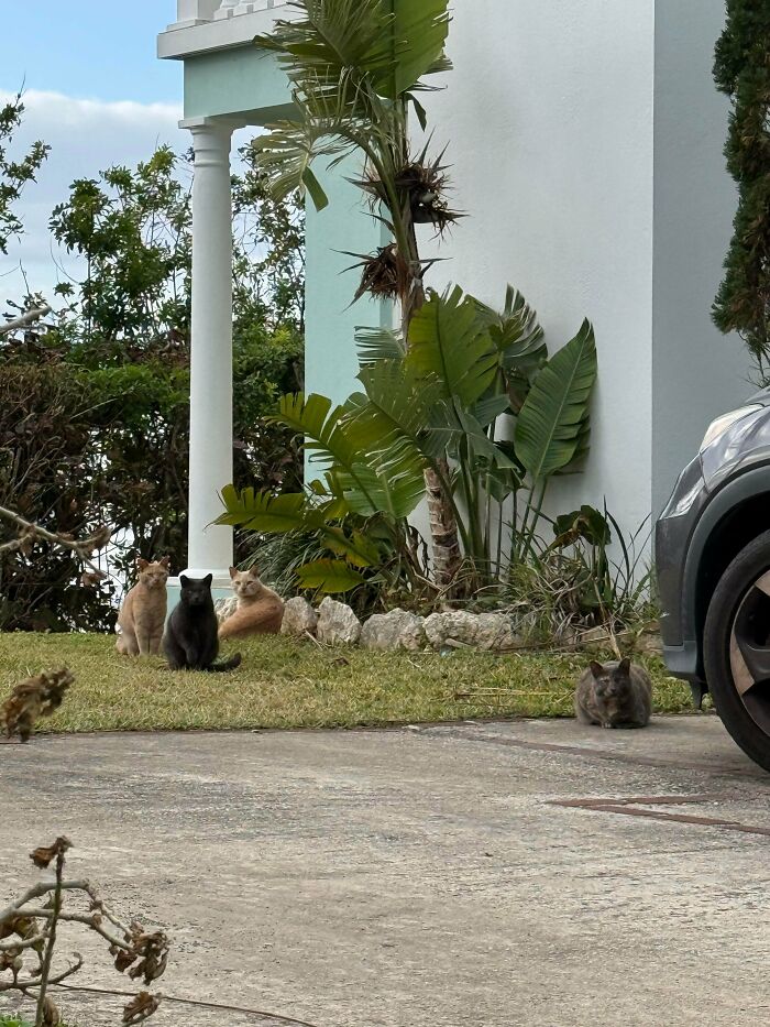 I Think They’re Mad Because I Interrupted Their Secret Meeting