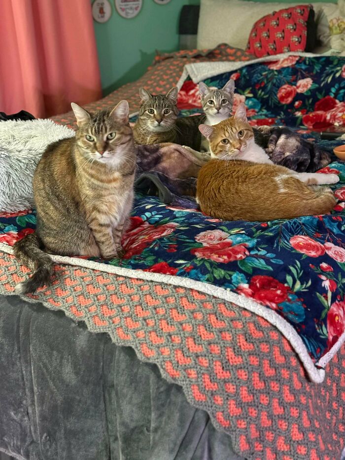 Not All Council Members Can Meet At Once – Busy Cats!