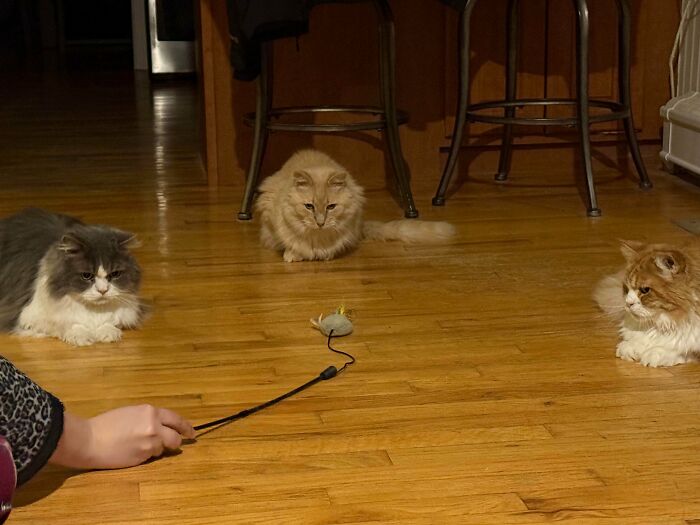 The Council Has To Decide The Fate Of The Mouse