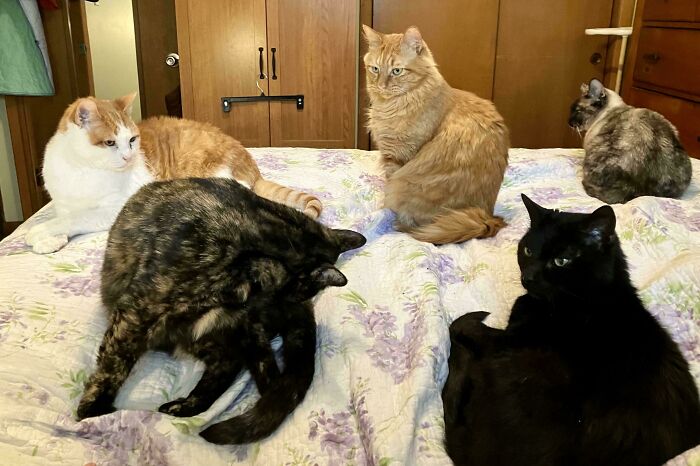 The Council Loves The Electric Blanket Approval Stamp