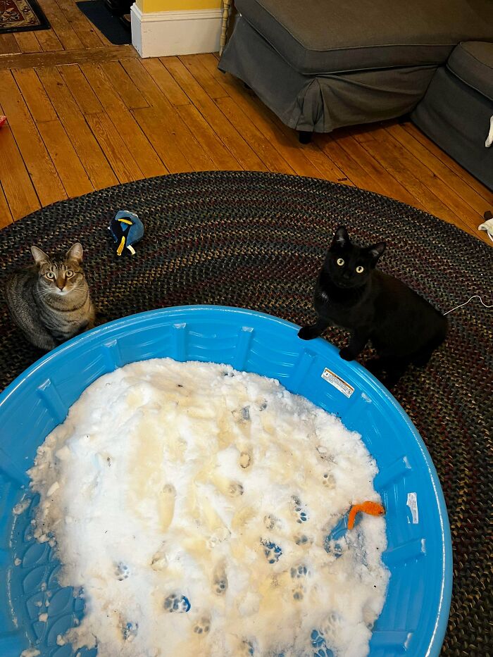 The Council Was Not Impressed (And They’re Talking About It)