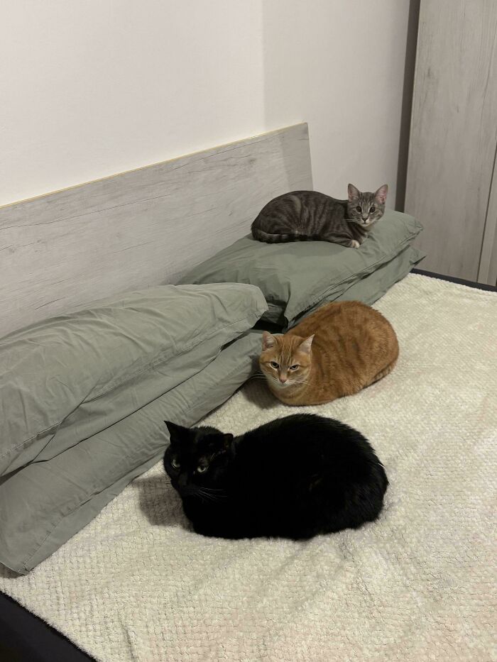 We Are Ready To Nap, Mom. Like, Right Now.