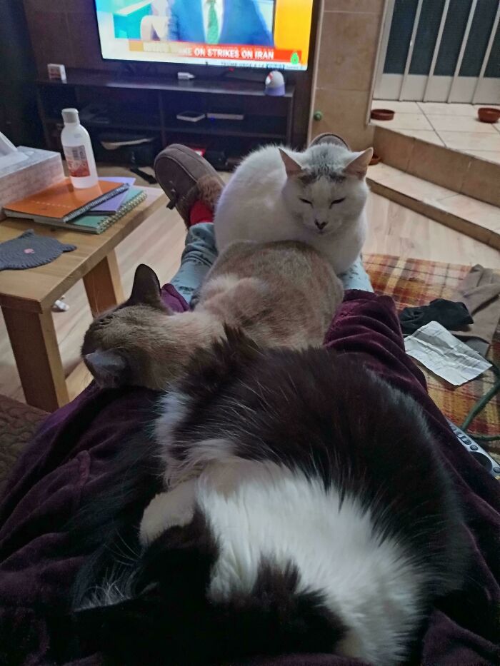 Meeting Adjourned—Cat Style