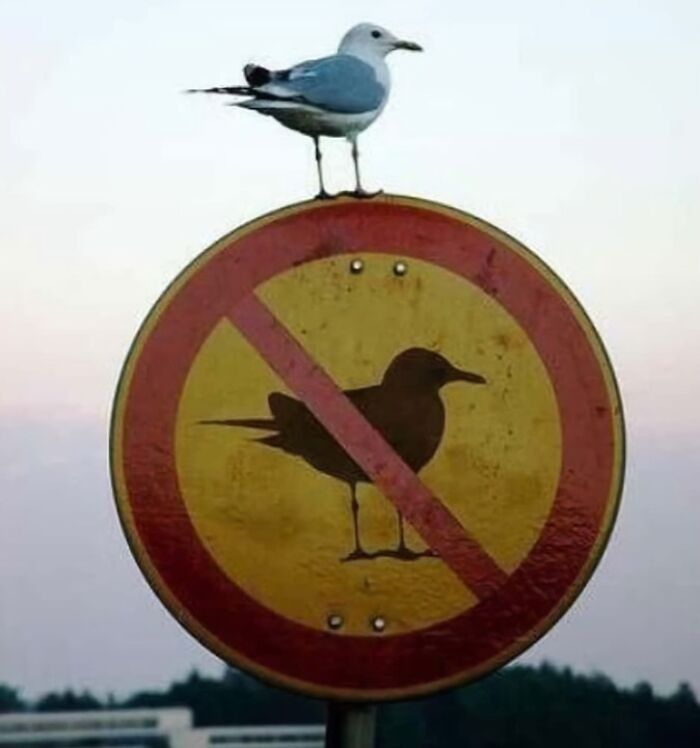 That Smug Sign Knows It Messed Up
