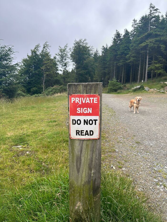 Auditor Trap? More Like Sign Trap!