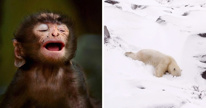 Wildlife Pics That Will Totally Make Your Jaw Drop