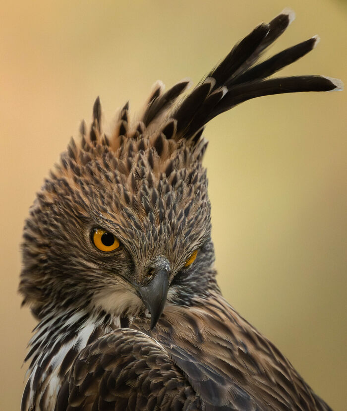 Wildlife Pics That Will Totally Make Your Jaw Drop