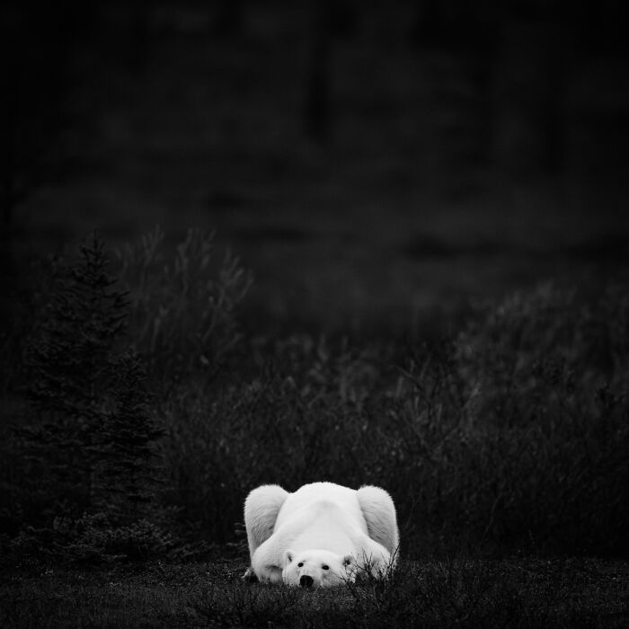 Wildlife Pics That Will Totally Make Your Jaw Drop